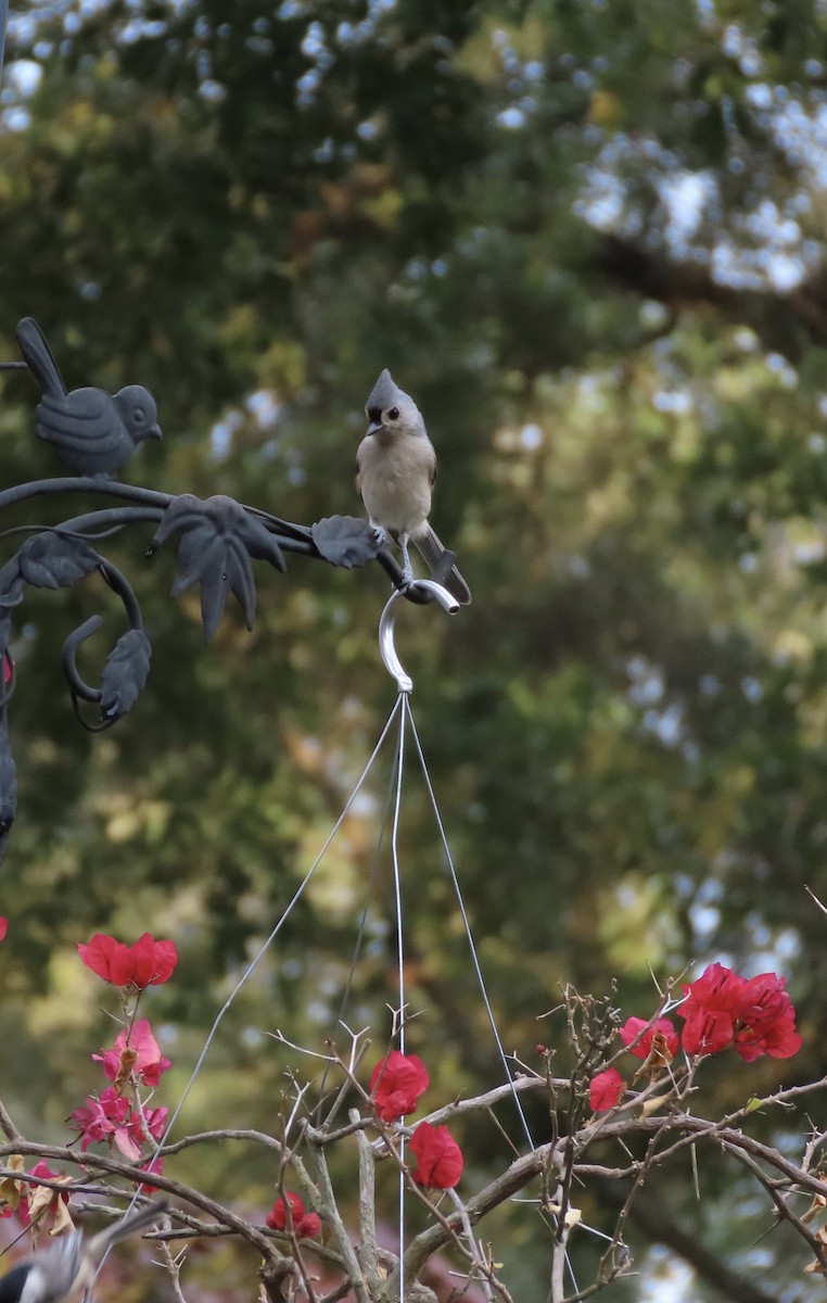 Tufted Titmouse - ML641996476