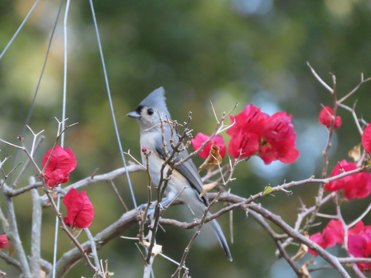 Tufted Titmouse - ML641996477