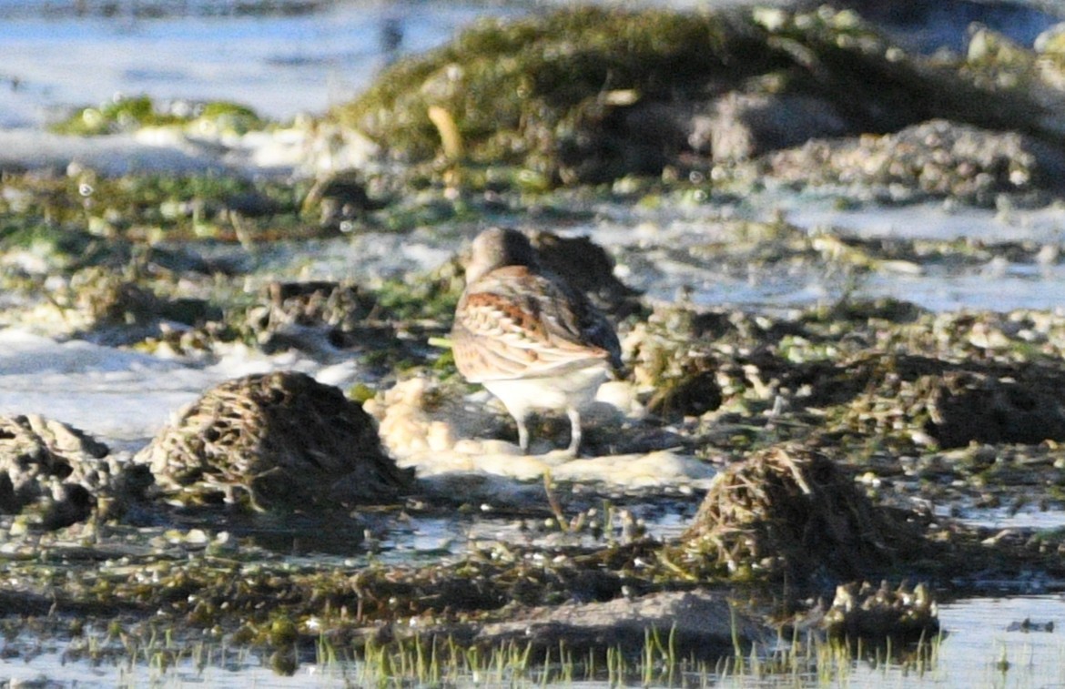 Western Sandpiper - ML641996479