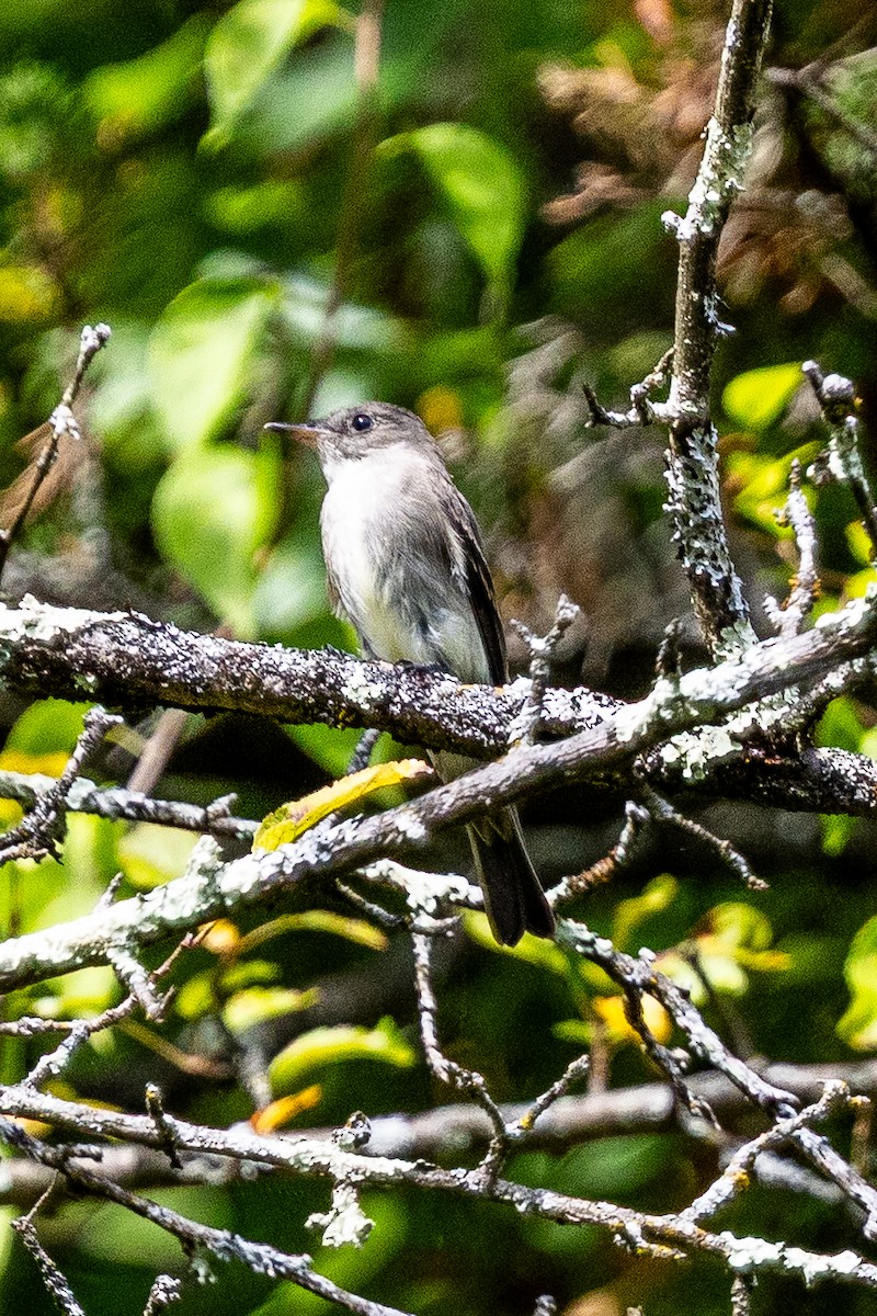 Eastern Wood-Pewee - ML641996481