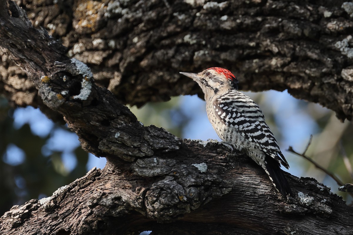 Ladder-backed Woodpecker - ML641996494