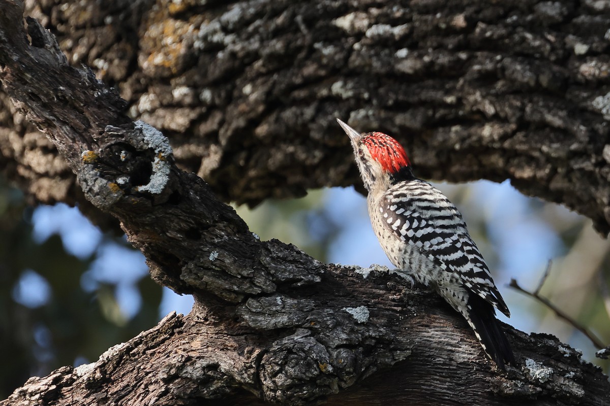 Ladder-backed Woodpecker - ML641996496