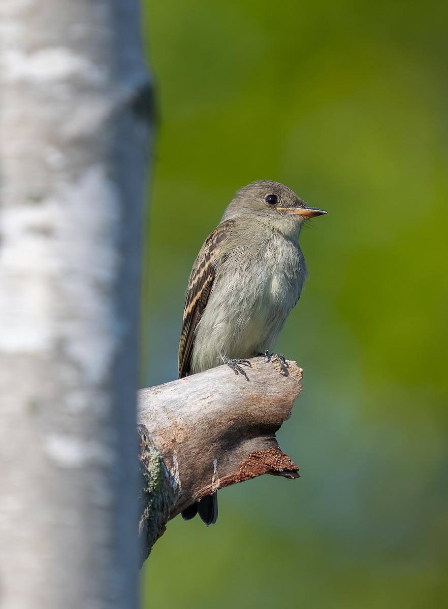 Eastern Wood-Pewee - ML641996503