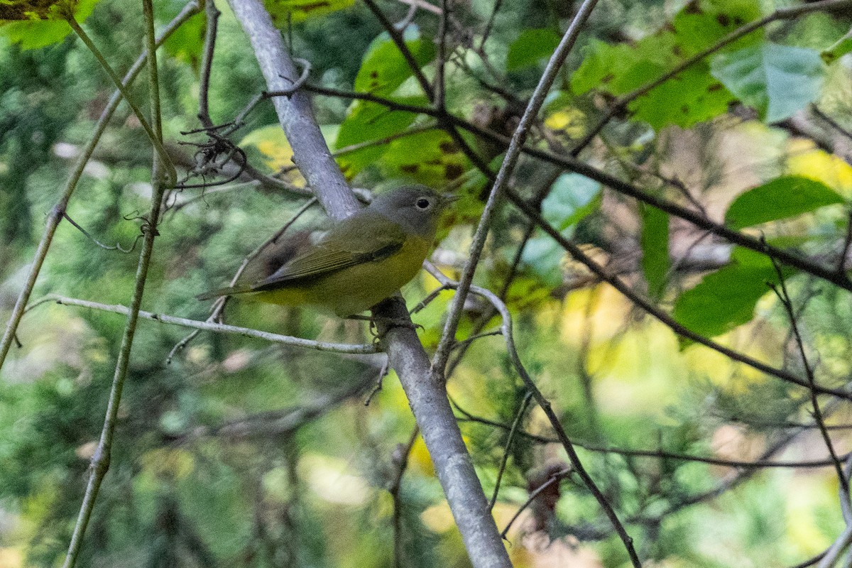Nashville Warbler - ML641996507