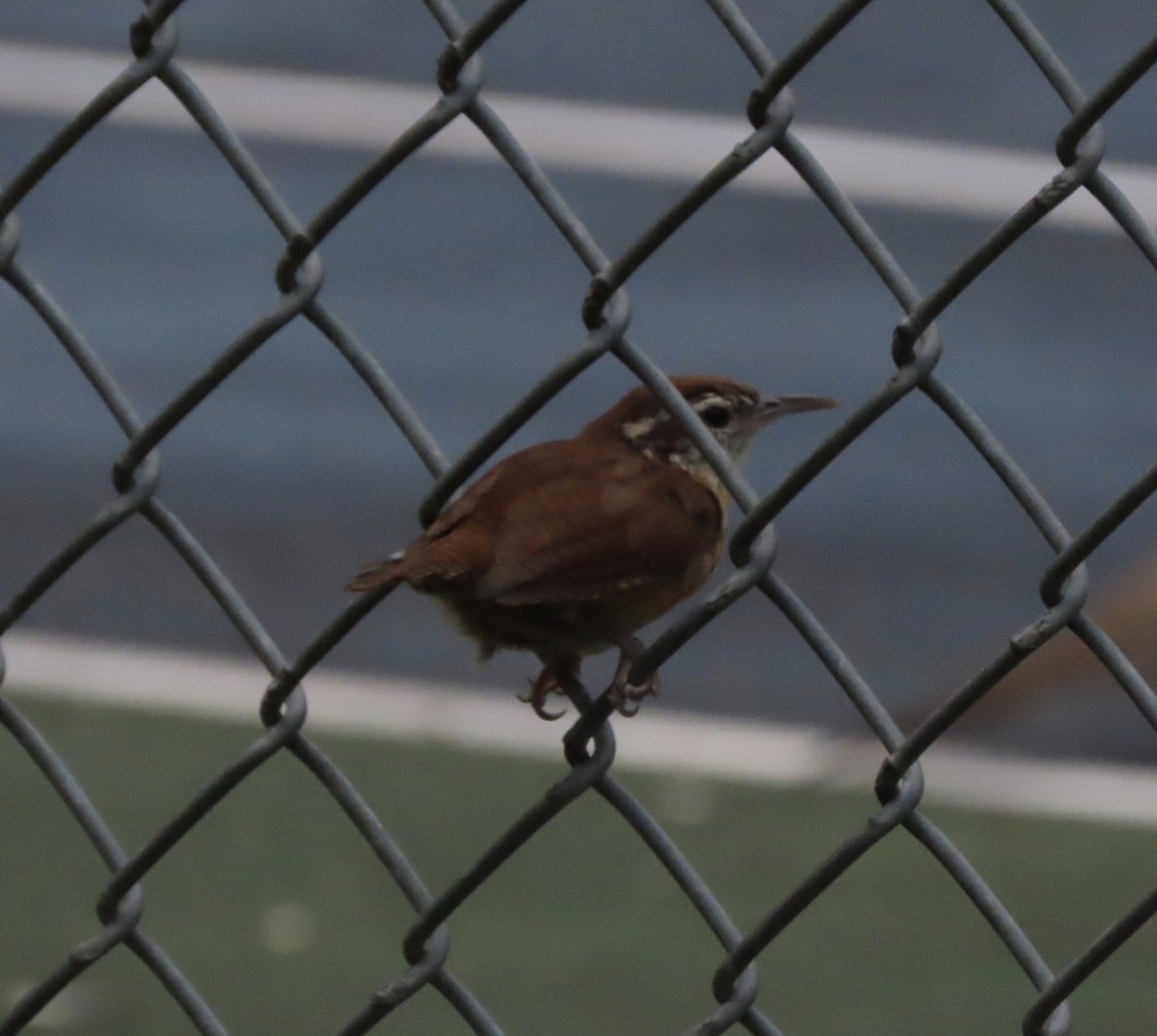 Carolina Wren - ML641996508