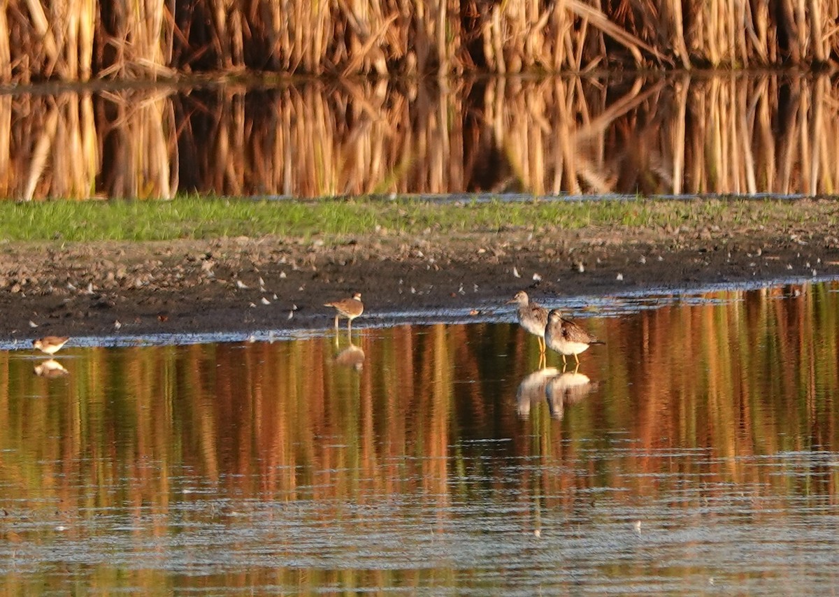 Greater Yellowlegs - ML641996512