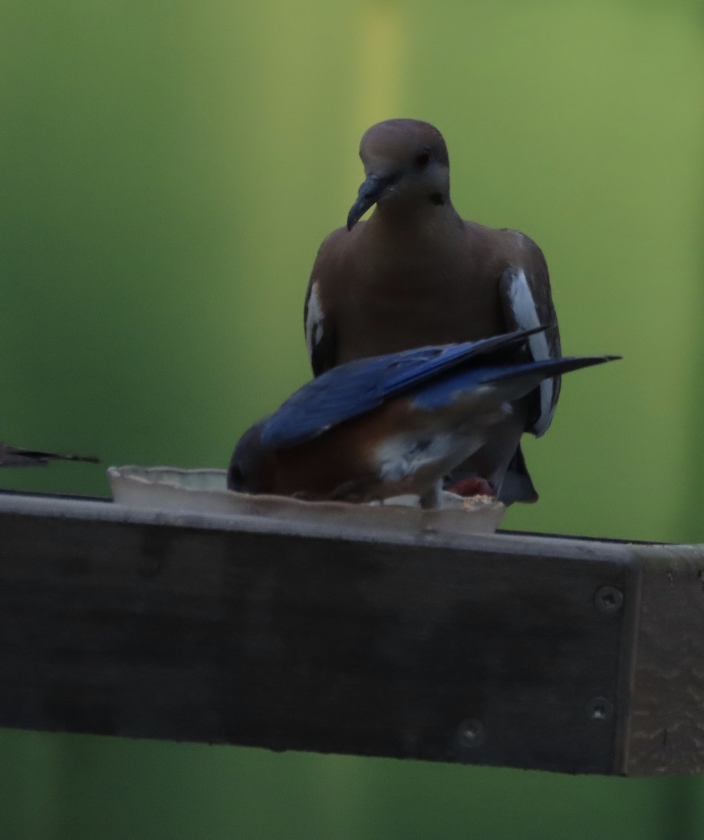 Eastern Bluebird - ML641996526