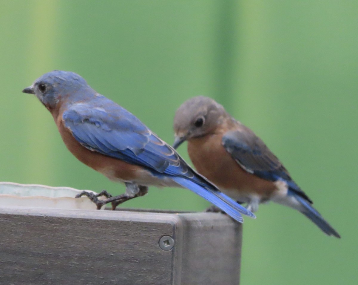Eastern Bluebird - ML641996527