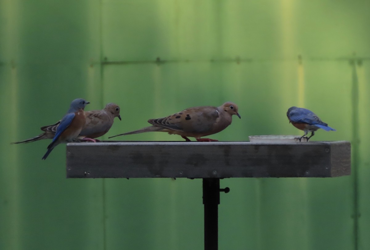 Eastern Bluebird - ML641996529
