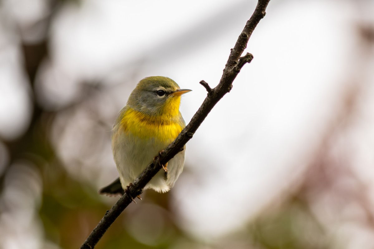 Northern Parula - ML641996530