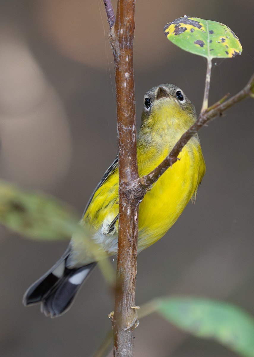 Magnolia Warbler - ML641996531