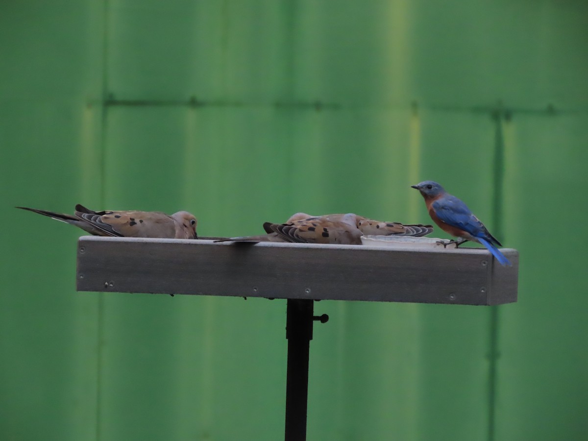 Eastern Bluebird - ML641996532