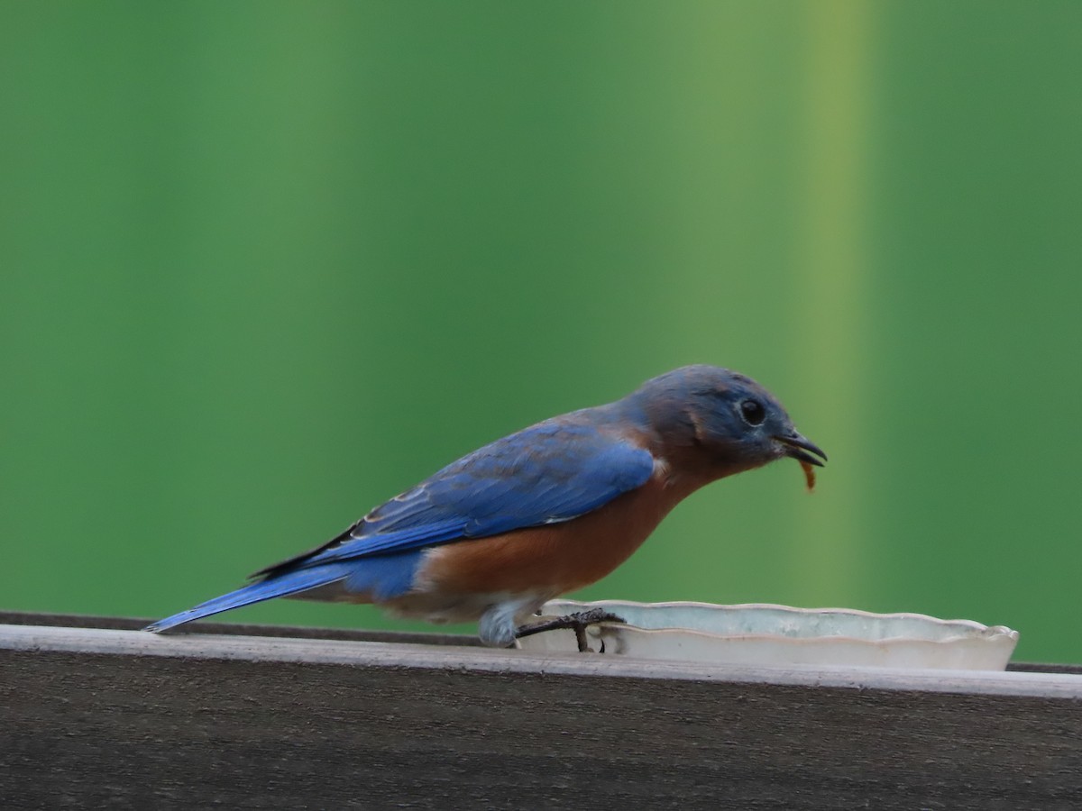 Eastern Bluebird - ML641996533
