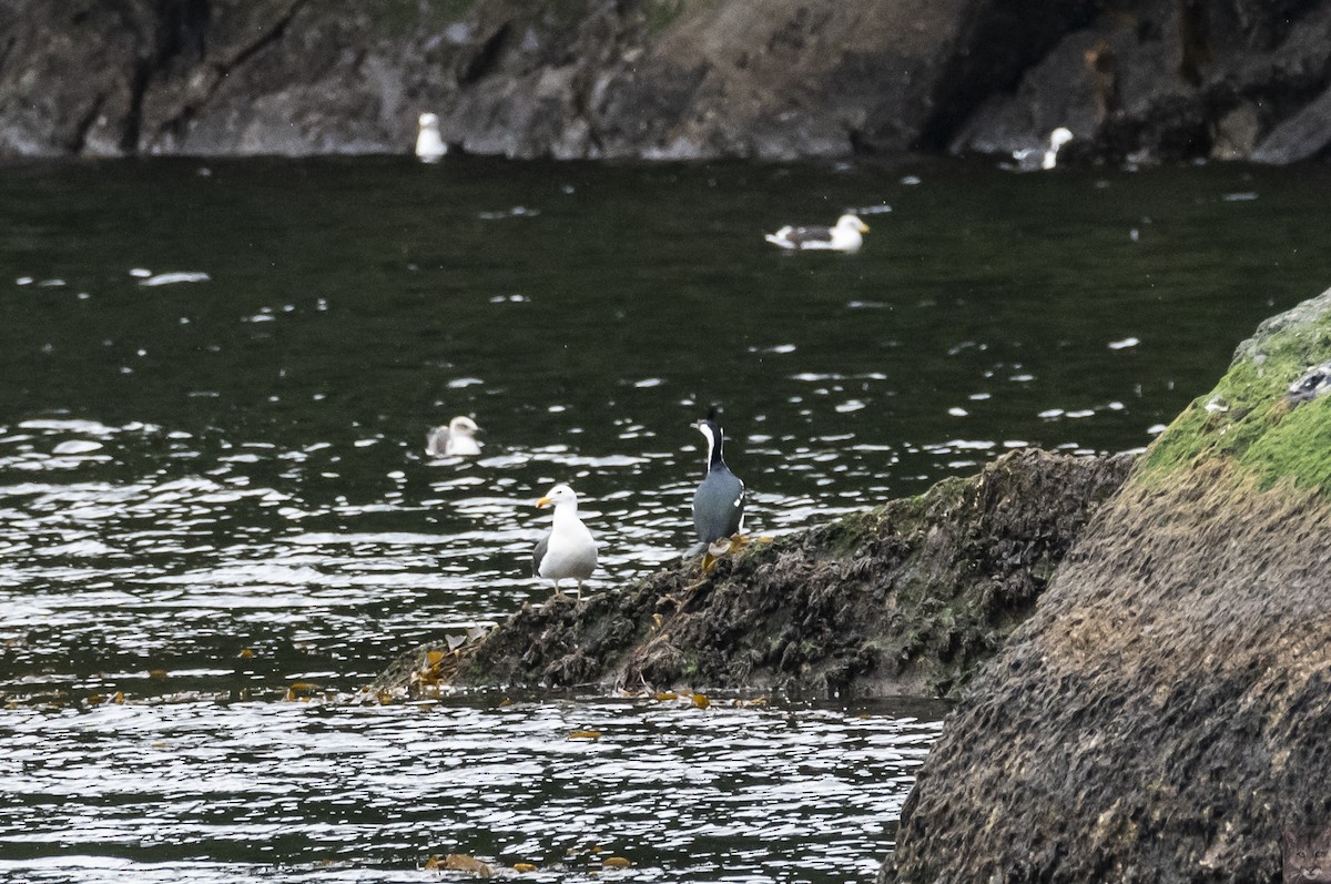 Imperial Cormorant - ML641996534