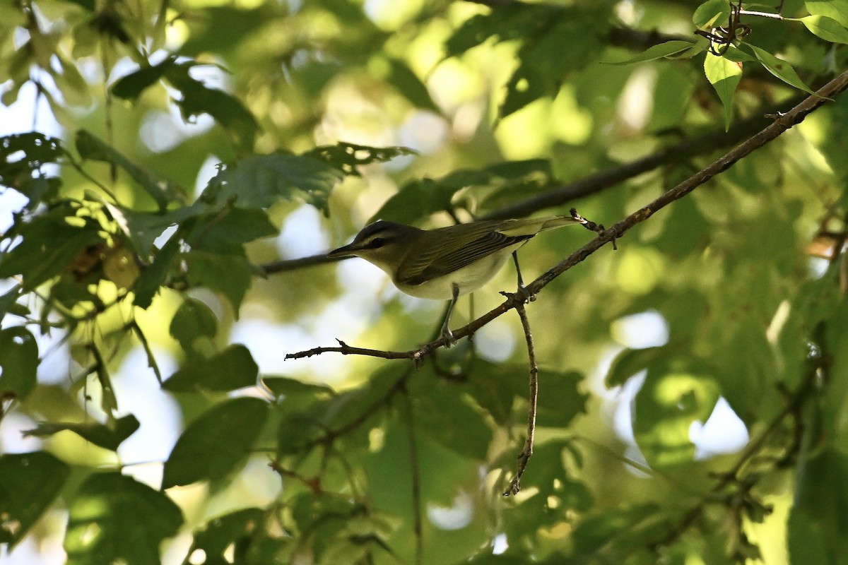 Red-eyed Vireo - ML641996535