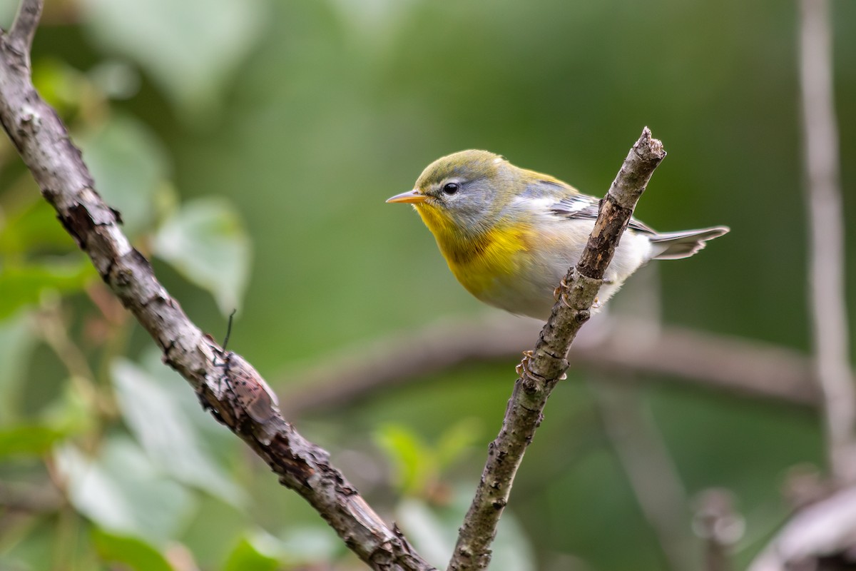 Northern Parula - ML641996536