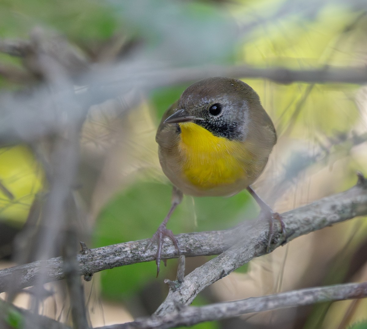 Common Yellowthroat - ML641996538