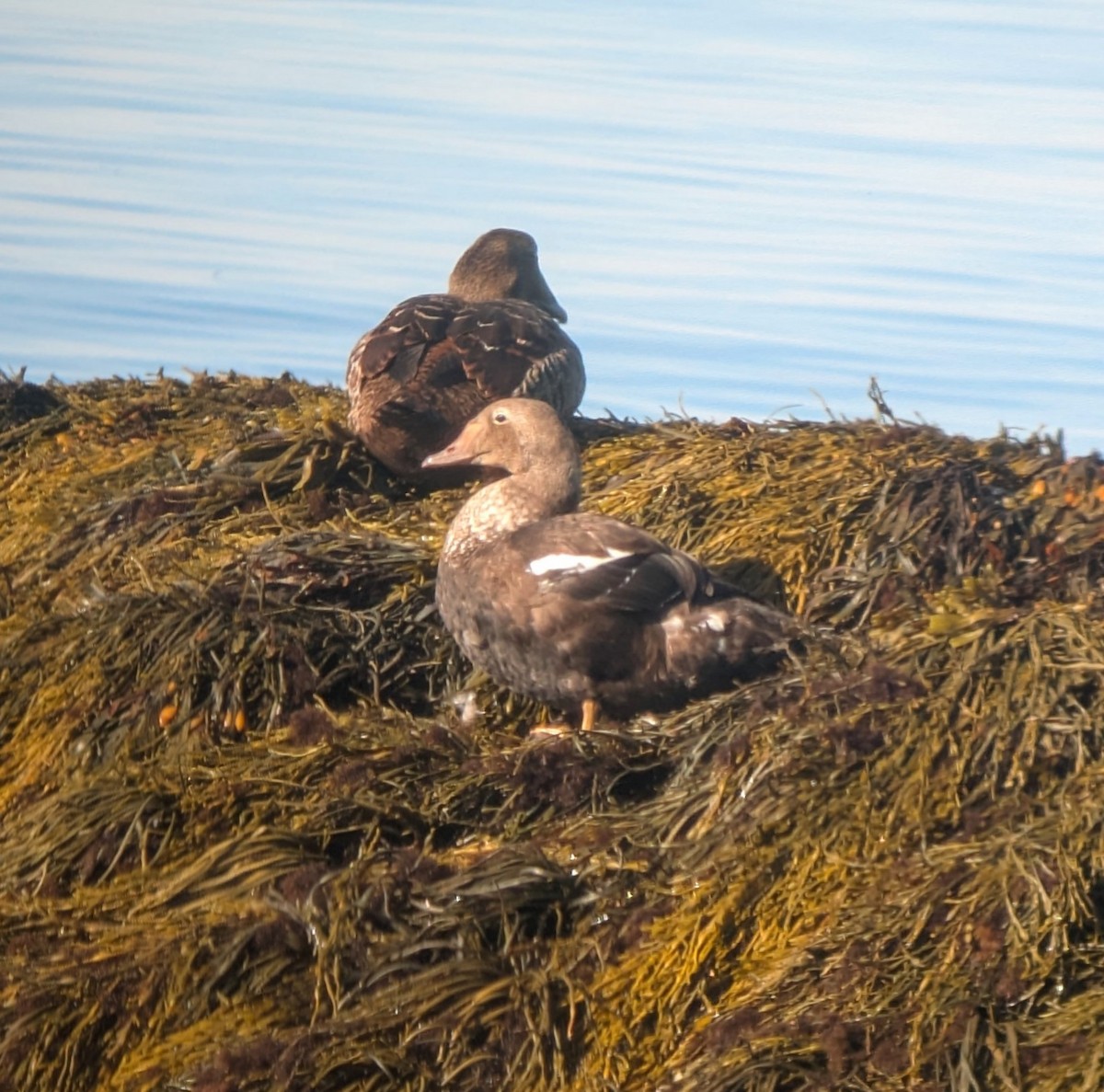 King Eider - ML641996539