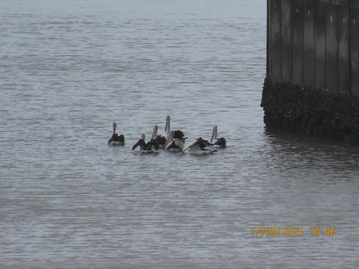 Australian Pelican - ML641996545