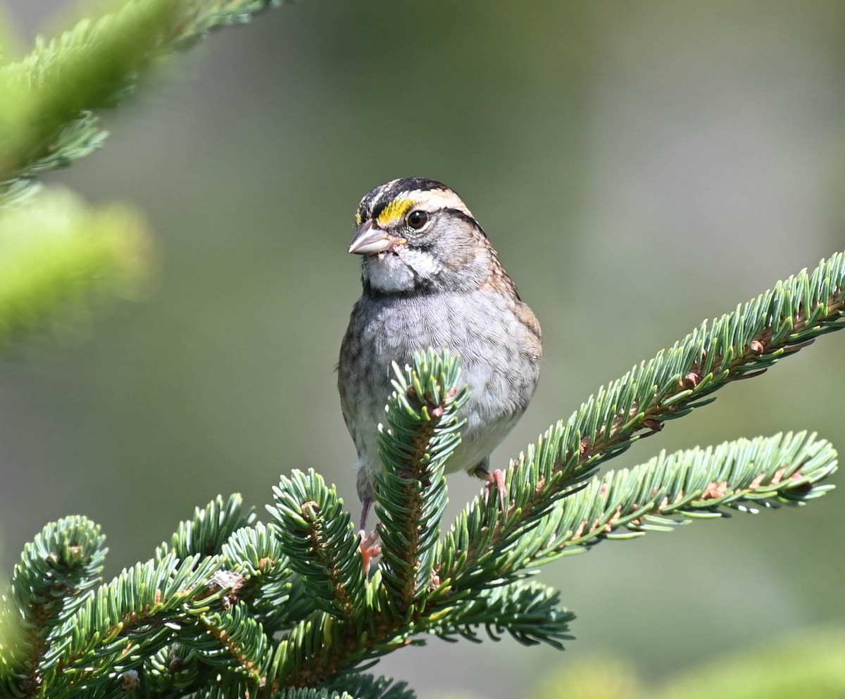White-throated Sparrow - ML641996547