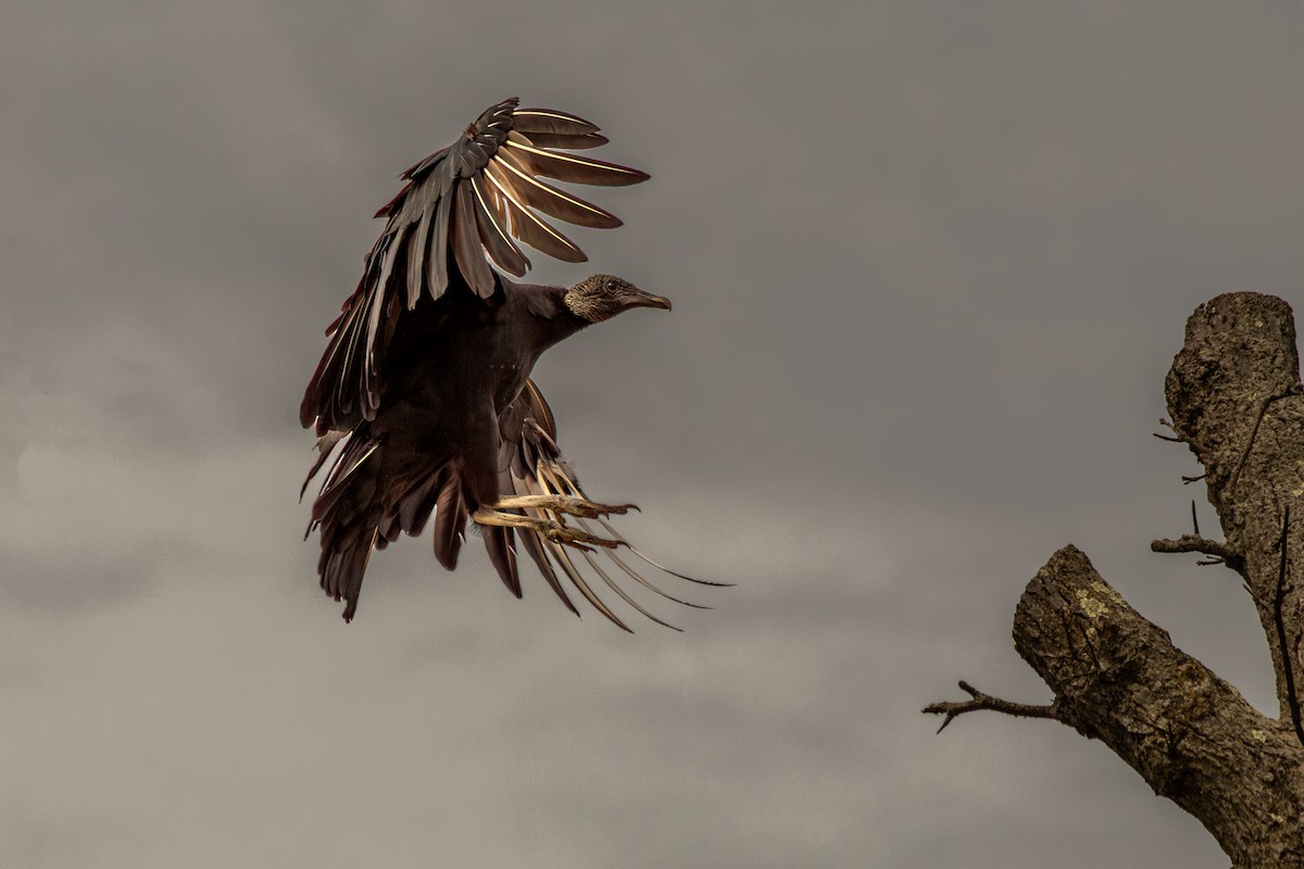 Black Vulture - ML641996549