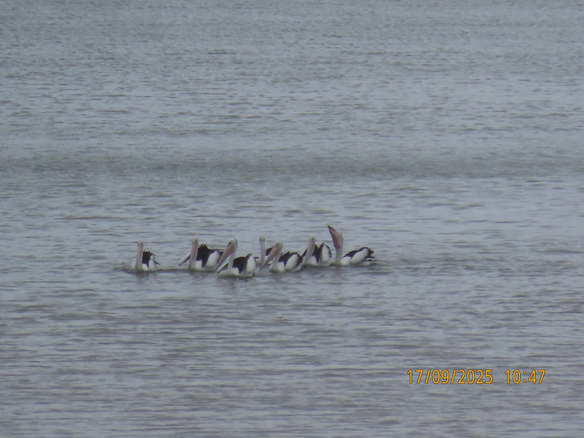 Australian Pelican - ML641996550