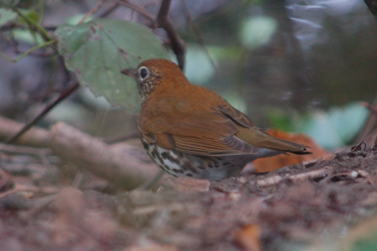 Wood Thrush - ML641996551