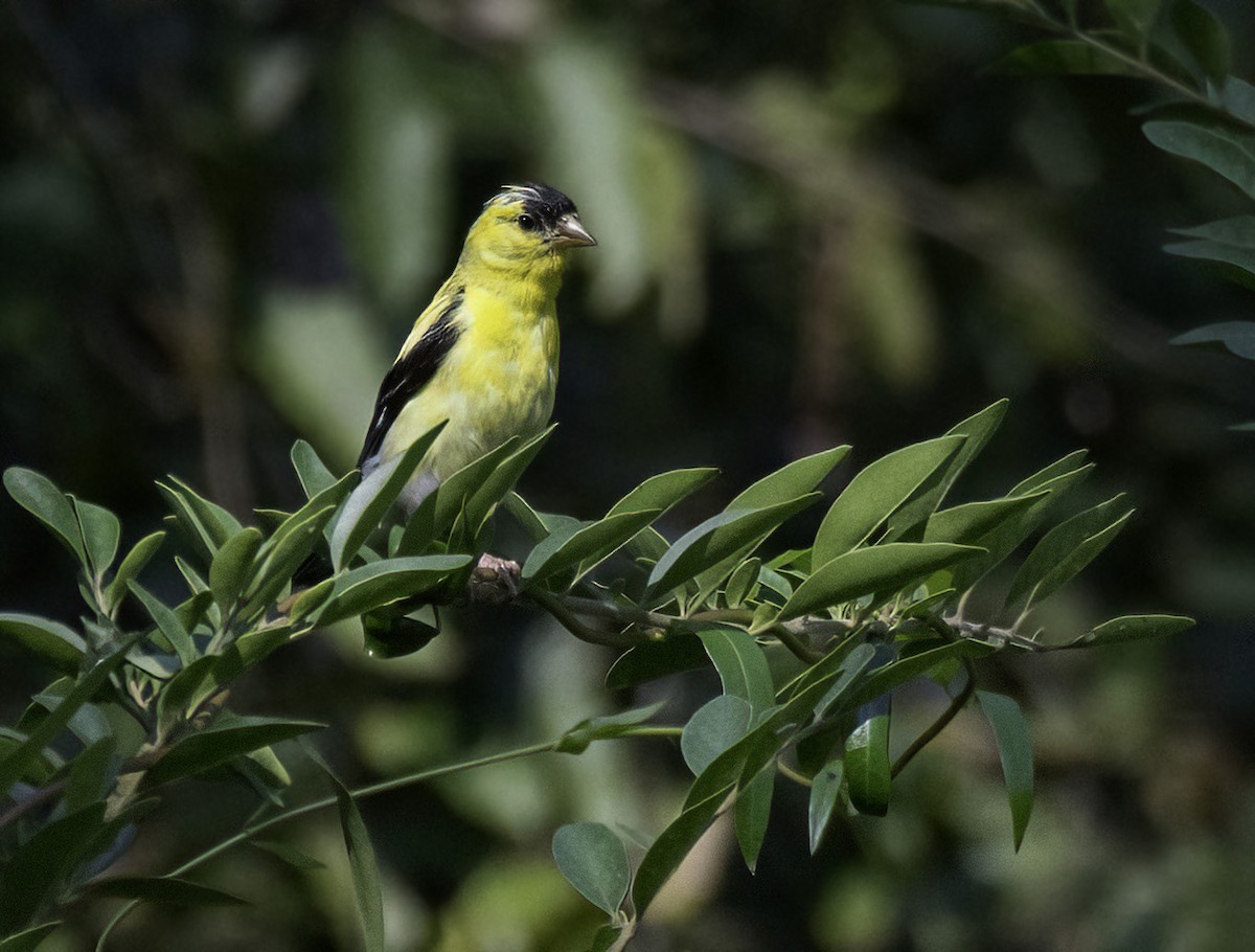 American Goldfinch - ML641996553
