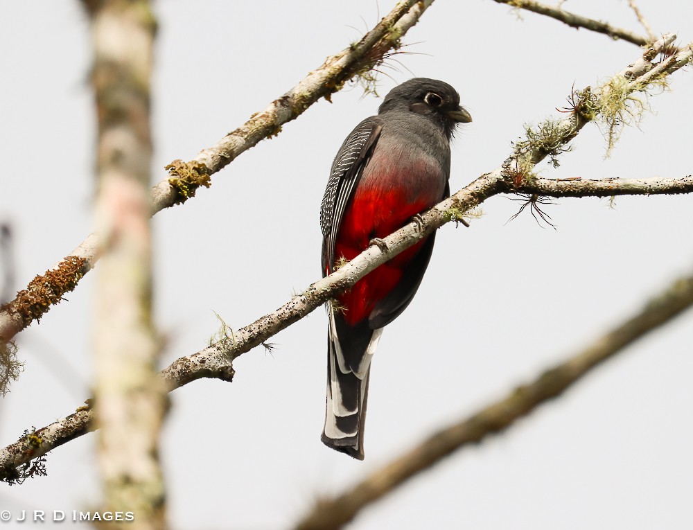 Surucua Trogon - ML641996554