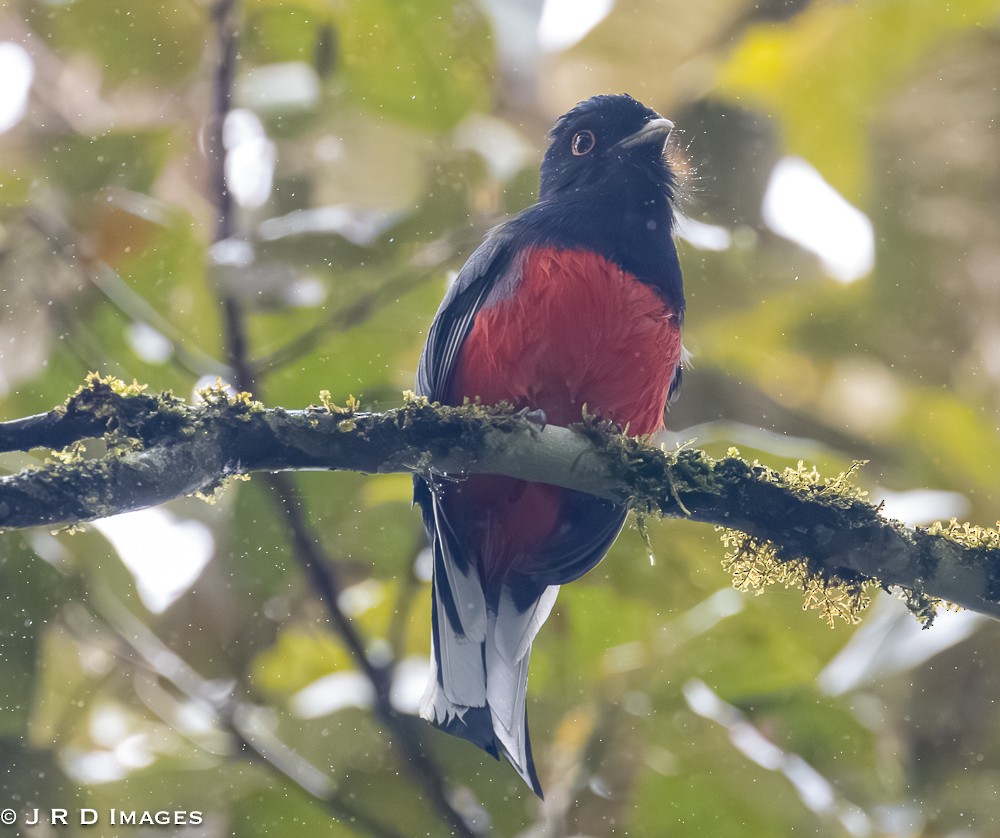 Surucua Trogon - ML641996555