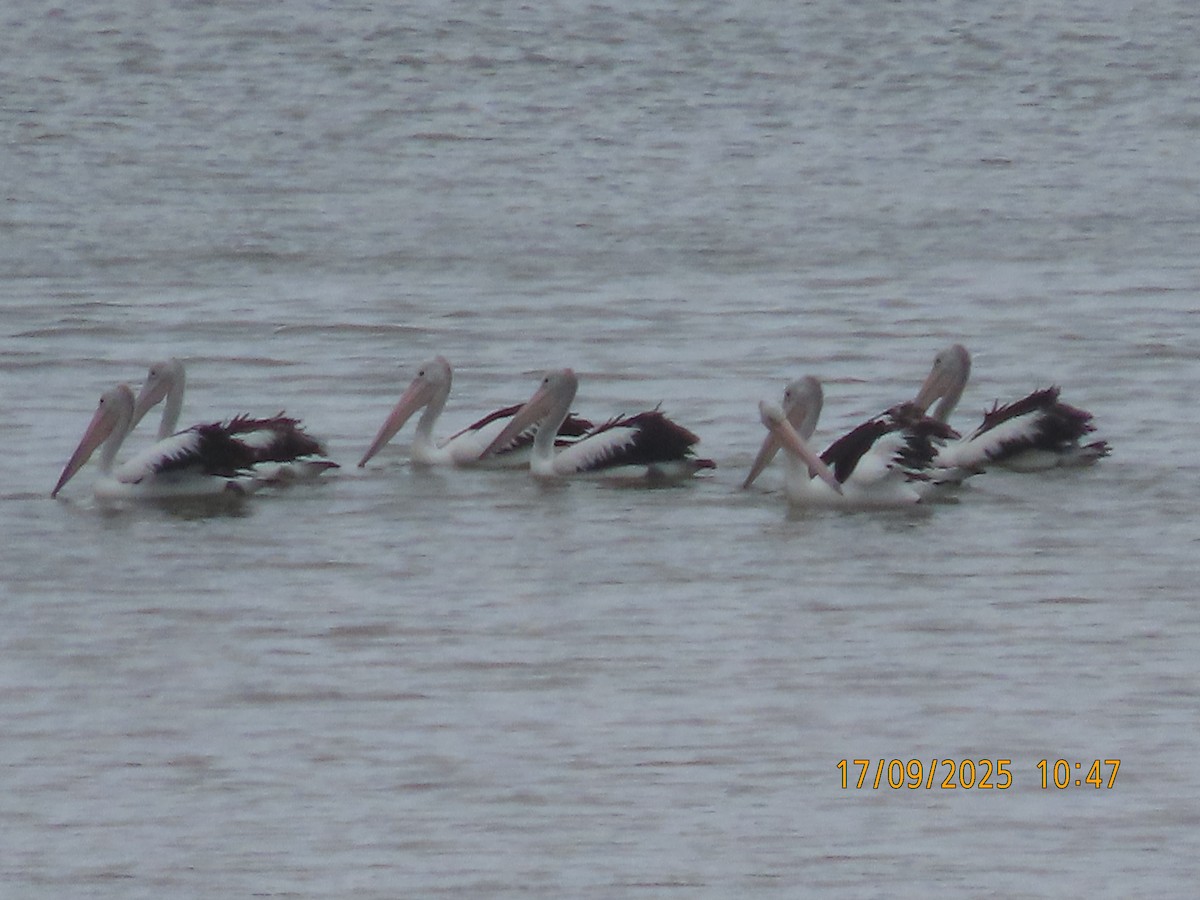 Australian Pelican - ML641996556