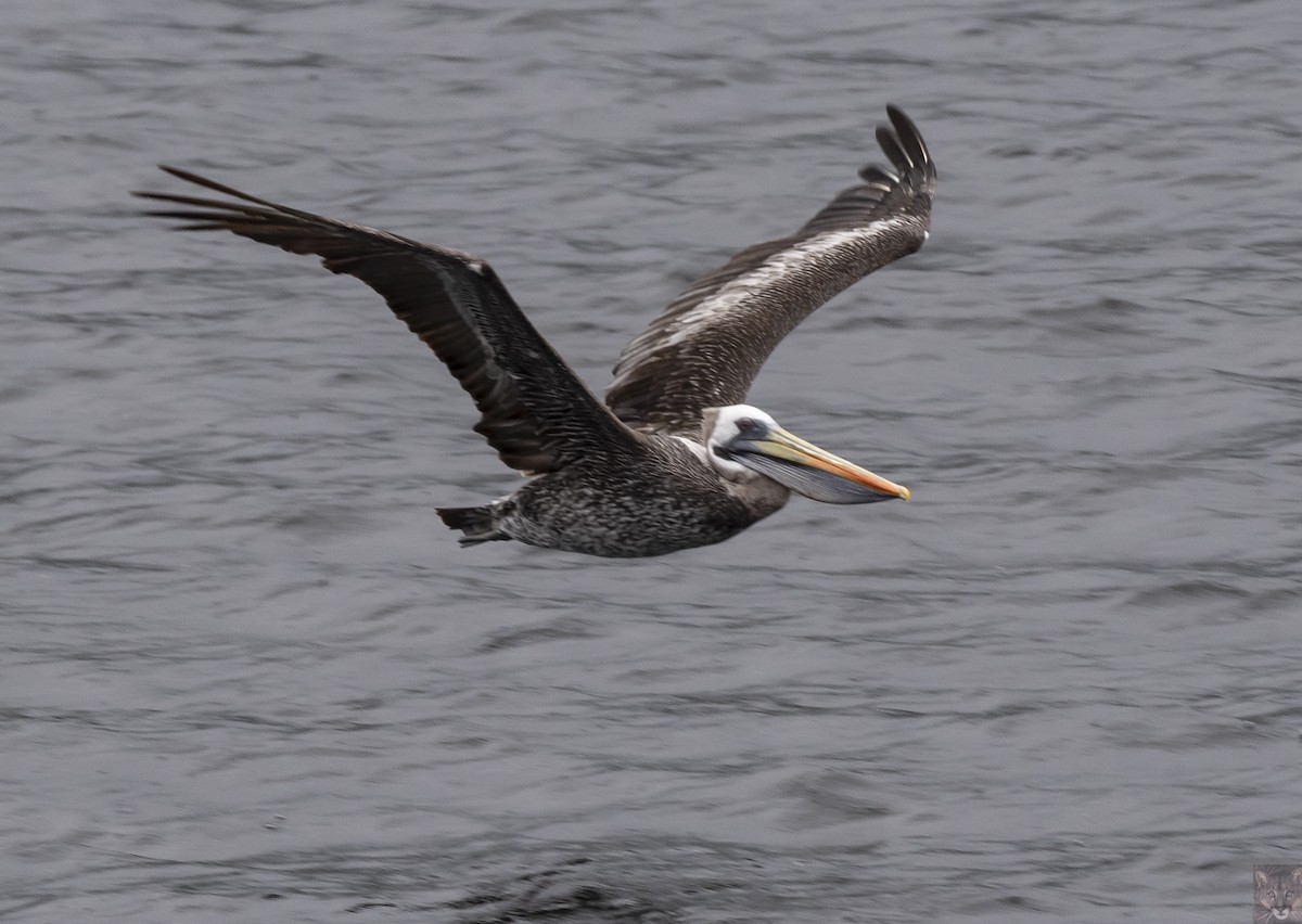 Peruvian Pelican - ML641996557