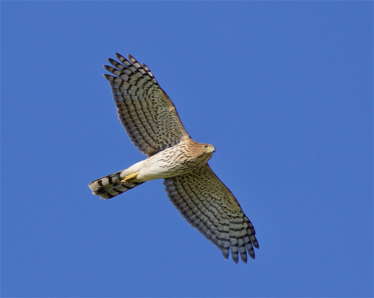 Cooper's Hawk - ML641996560
