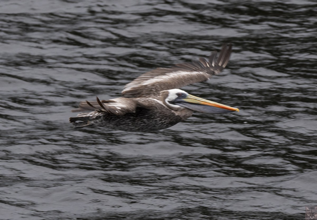 Peruvian Pelican - ML641996561