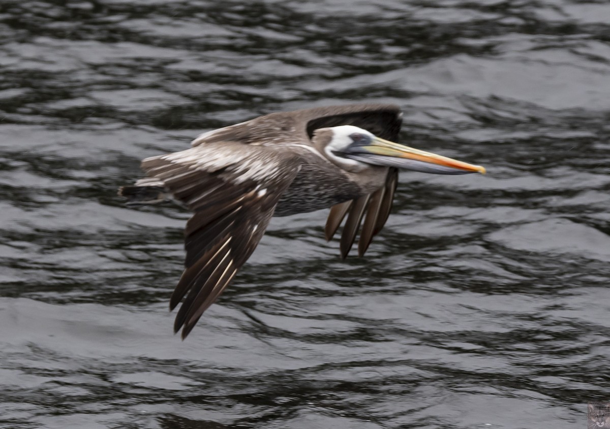 Peruvian Pelican - ML641996563