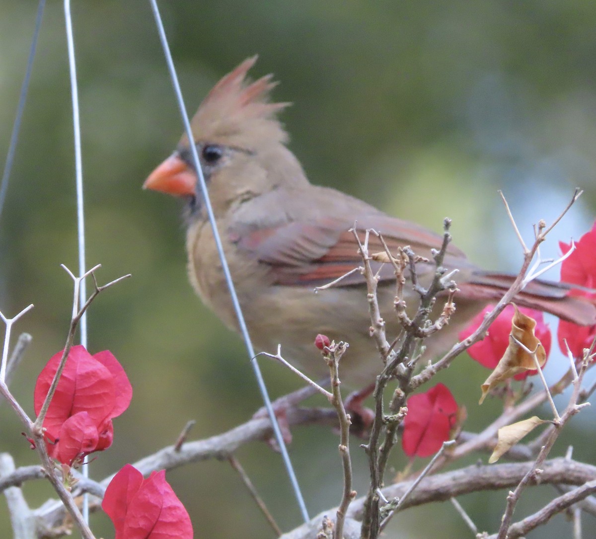 Northern Cardinal - ML641996568