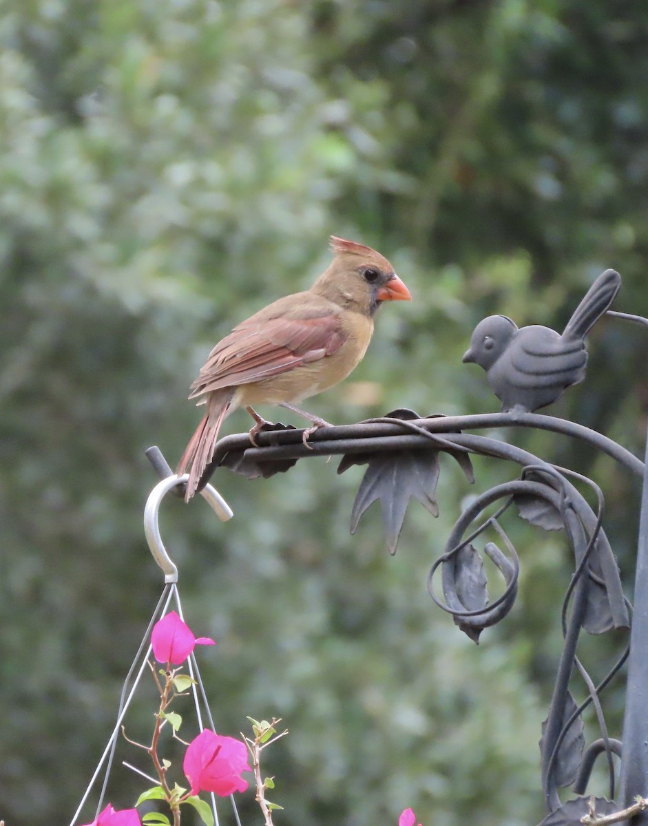 Northern Cardinal - ML641996569
