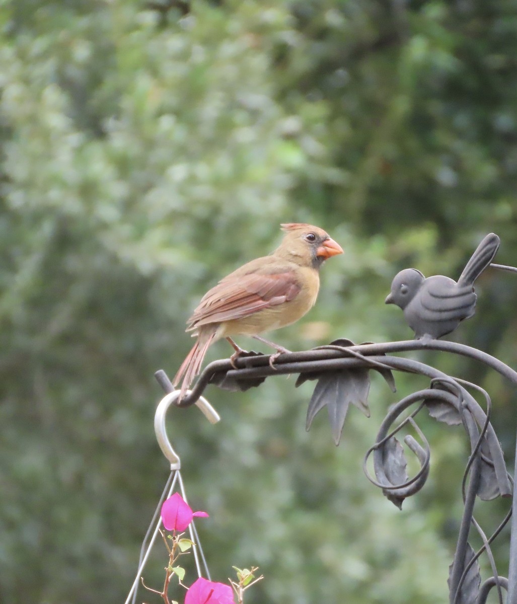 Northern Cardinal - ML641996570