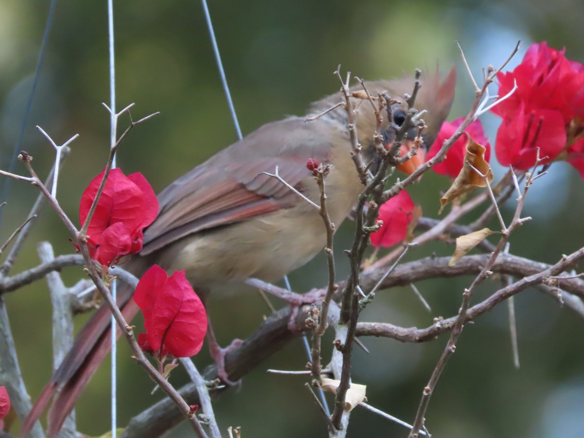 Northern Cardinal - ML641996573