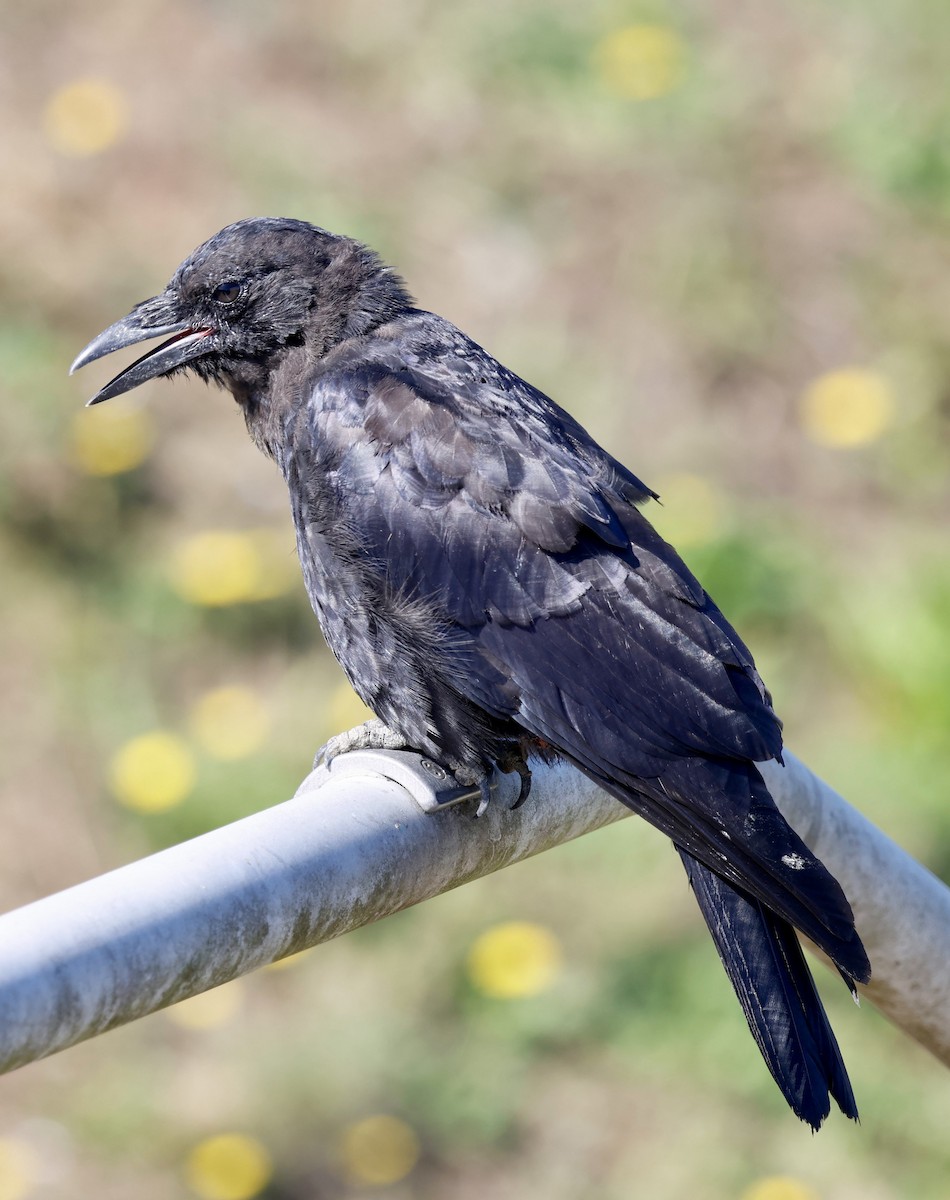 American Crow - ML641996576