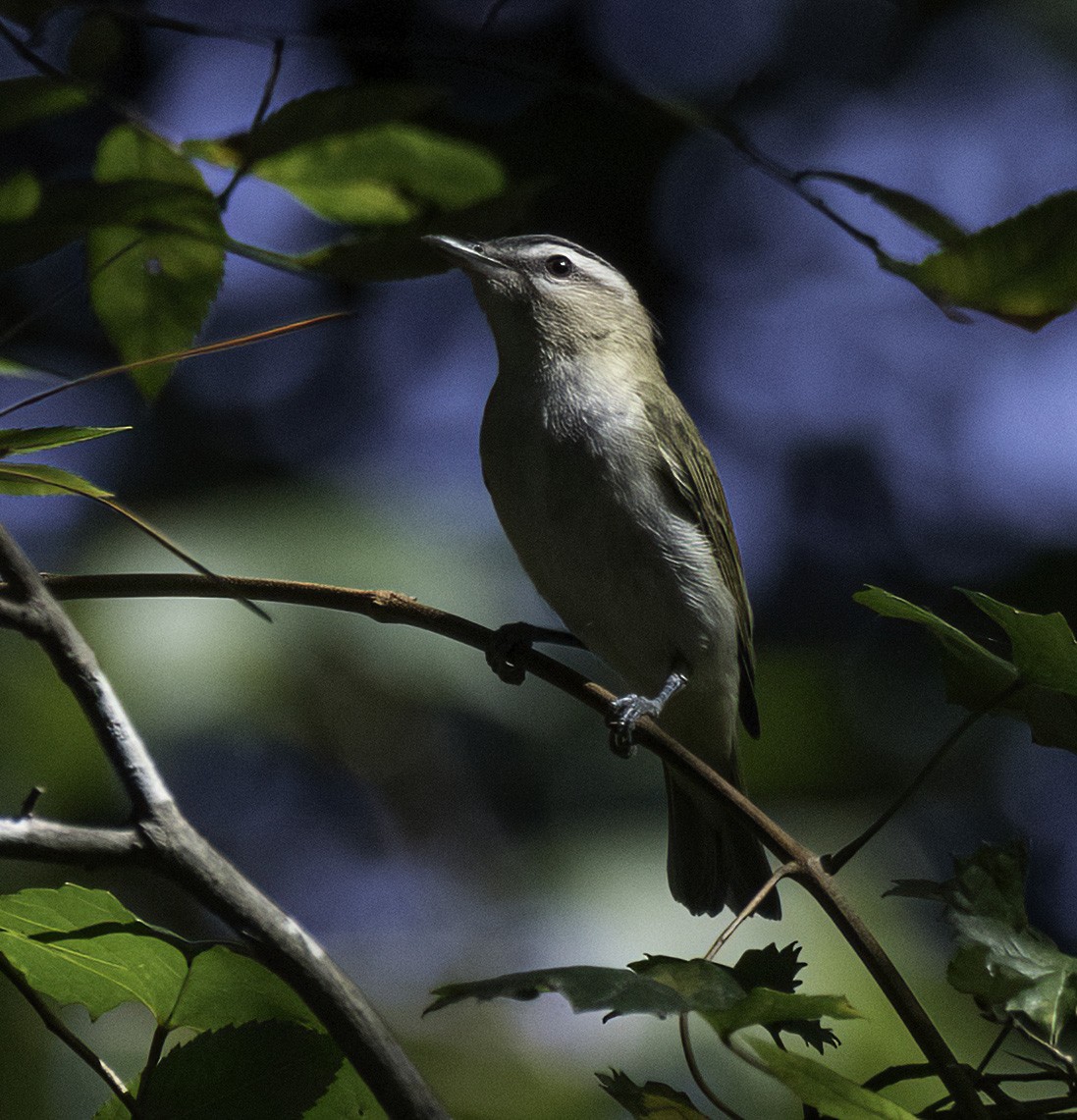Red-eyed Vireo - ML641996590
