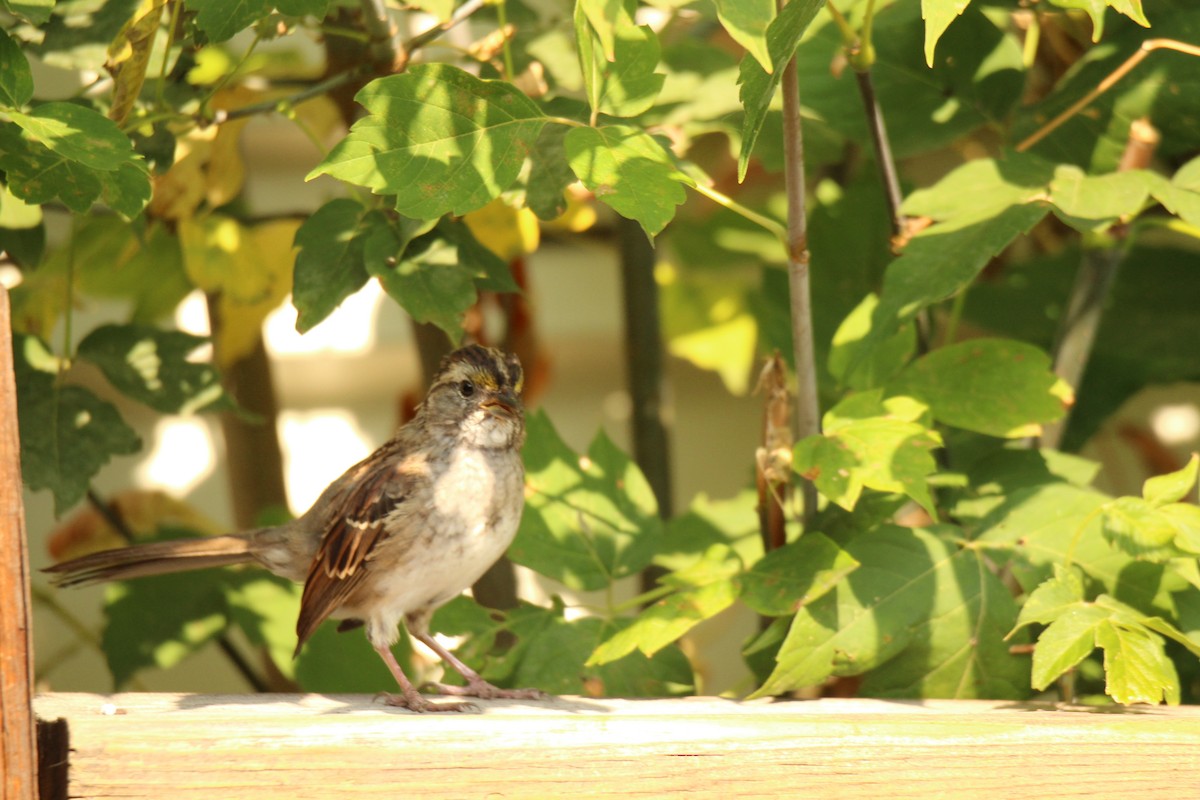 White-throated Sparrow - ML641996594