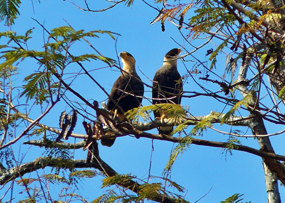 Caracara Carancho - ML641996597