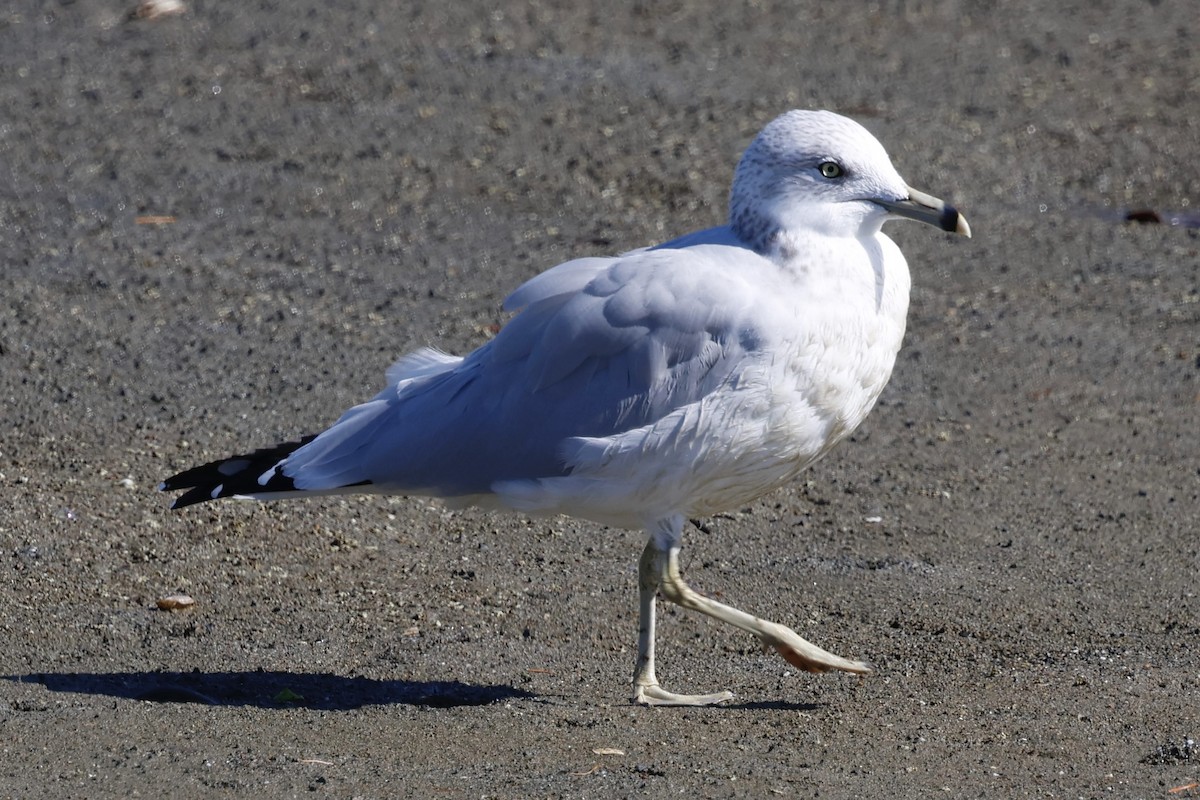 Ring-billed Gull - ML641996606