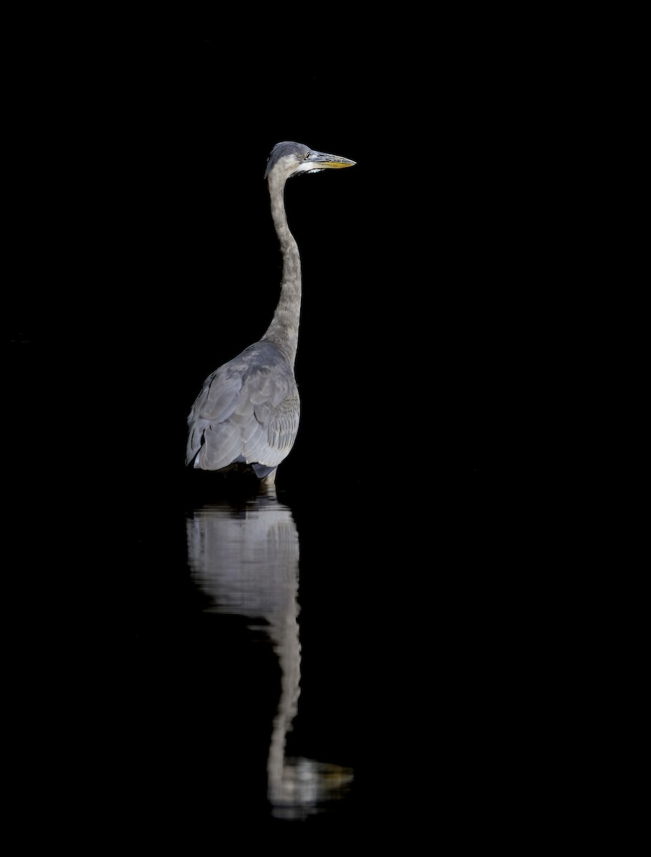 Great Blue Heron - ML641996607