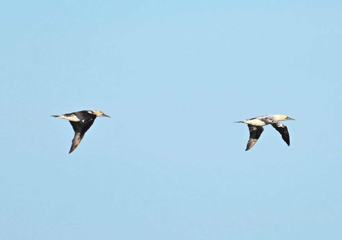 Northern Gannet - ML641996609