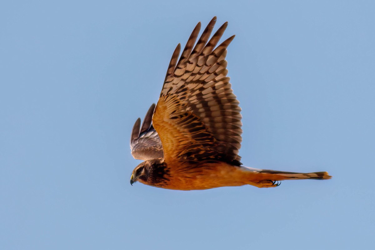 Northern Harrier - ML641996627