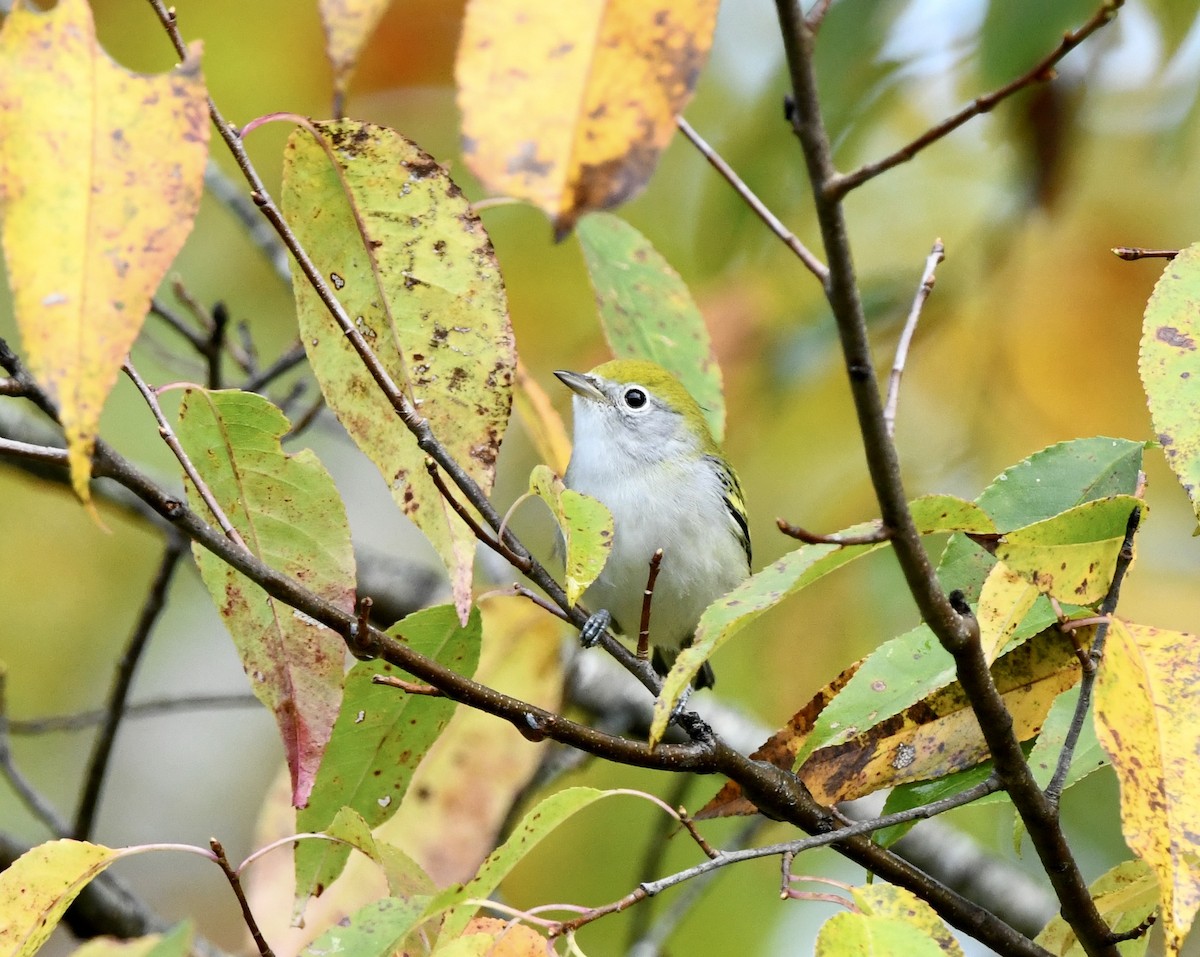 Chestnut-sided Warbler - ML641996658