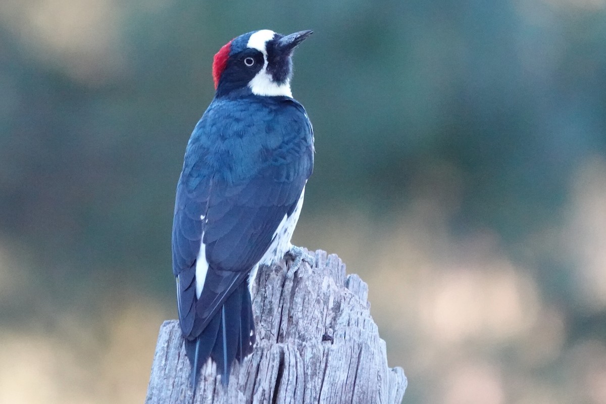 Acorn Woodpecker - ML641996679