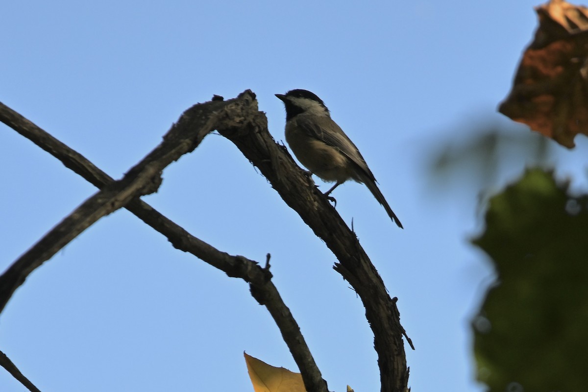 Carolina Chickadee - ML641996692